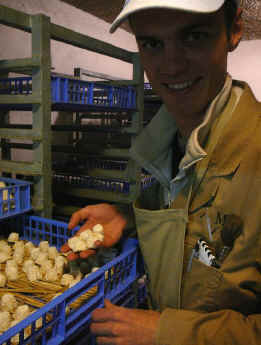 ageing-goats-cheese-picture