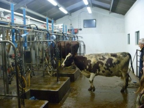 Milking Ayrshire Cows Cheese