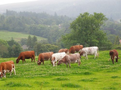 Dairy Shorthorn Cows Cheese