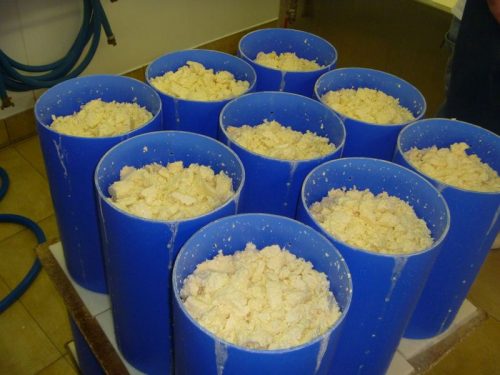 Stichelton cheese hooped picture