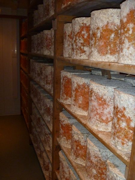 Stichelton cheese maturing 