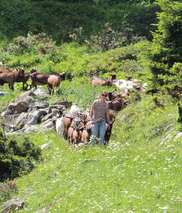 Tarentais herding goats
